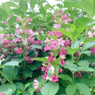 コウちゃん🐶🩷