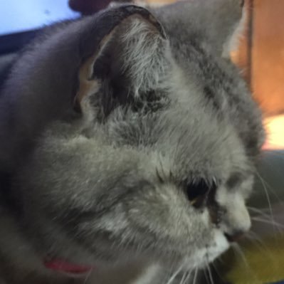 Kimi
