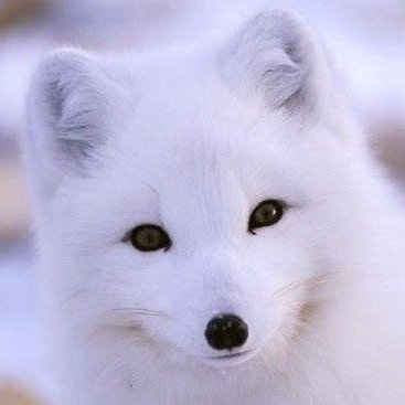 紅【コウ】🐯👑