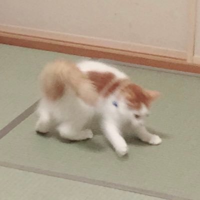 Kitten called "Unnamed"