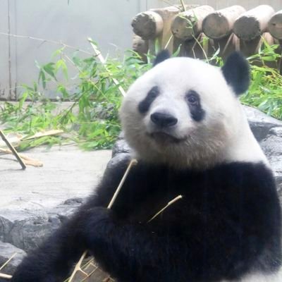 稲妻ネコ🐱⚡TRiBER 1227🚀🔱