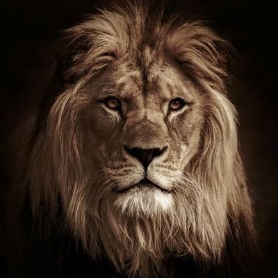 lionXbnb
