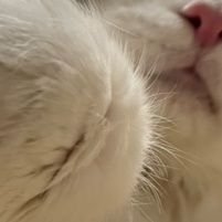 くまちゃん˙ᴥ˙❄️