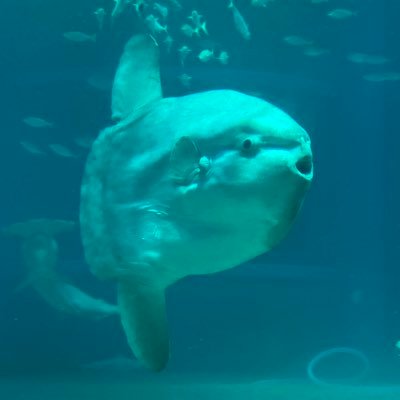 後藤マンボウ∈(°θ° )∋🔜未定