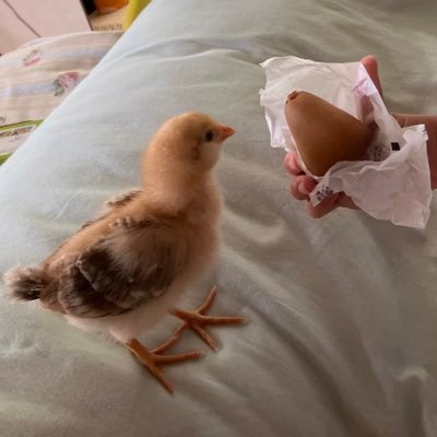 シバ2000系🐓🪺chicken RICE🍚