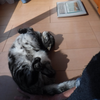 GoroGoro（熊本県芦北町在住）。2/15北村明日香ピアノコンサート校歌はよみがえるVol.2