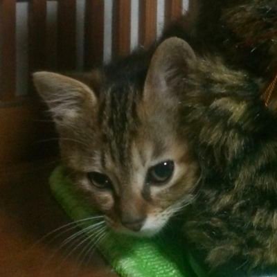 ラプ🌽雑魚ん部