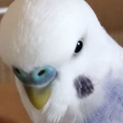 ☃️❄️Budgie🐥ｾｷｾｲｲﾝｺ🇯🇵🏳️‍🌈🏳️‍⚧️