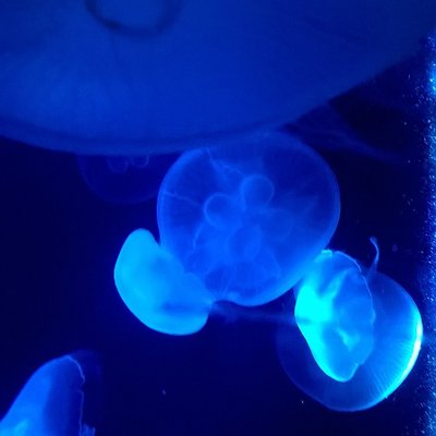 jellyfish011 - travel photos