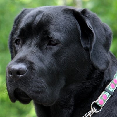 MontanaDog モンタナドッグ