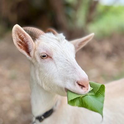 島めぇ島にゃん島ワンワン