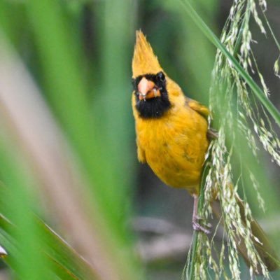 Northern Cardinal Branch