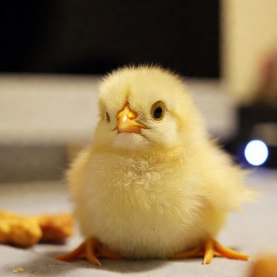 ごろん ふわぴよ