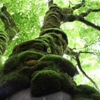 MOSS