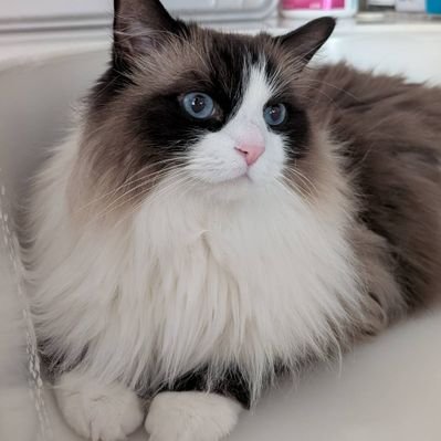 トヨトヨ（photo_toyo_777)