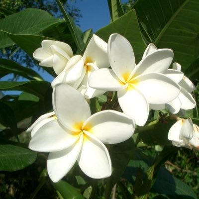 フランジパニ