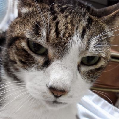 にゃんこのゆー