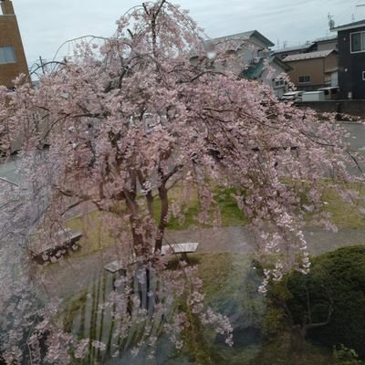 桜夜(さや）🔥😈