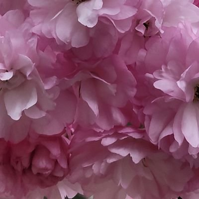 海那kaina🌷(((o(*ﾟ∀ﾟ*)o)))