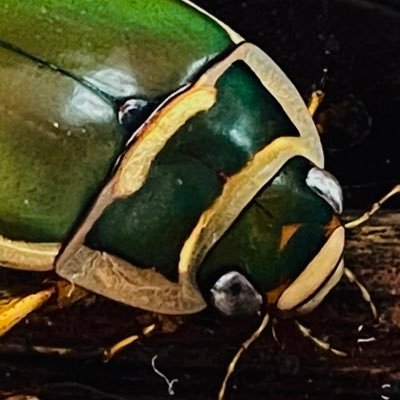 ［𝐃𝐲𝐭𝐢𝐬𝐜𝐢𝐝𝐚𝐞柿﨑］