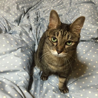 ポコにゃん※いろいろ不具合発生してます(´×ω×`) @RXOVD8YB5Etdo8b