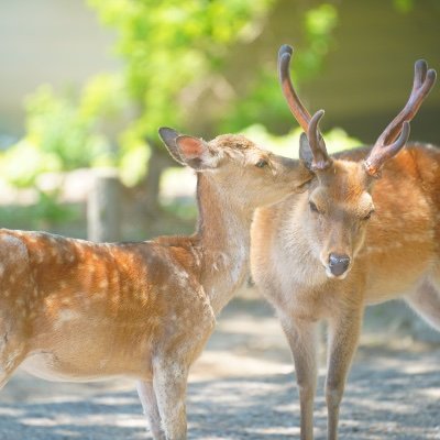 リムト