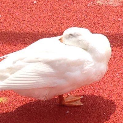 .Rumies(るみえす)