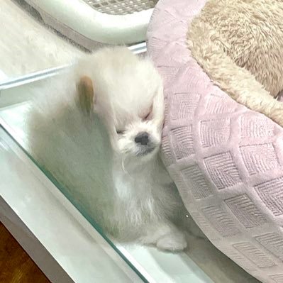 사치(*´꒳`*)sleeper