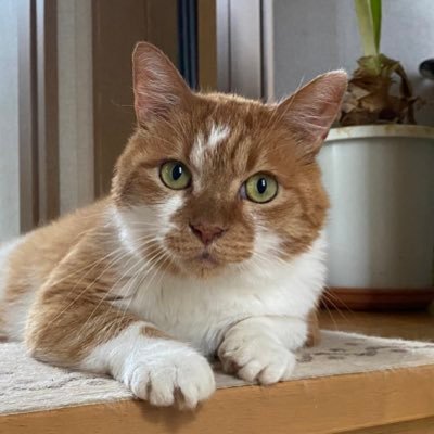 せいろく☆2025秋イベ完走　樫アイツだけお残し☆