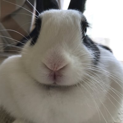 エストさん