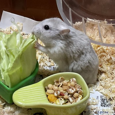 ささみ