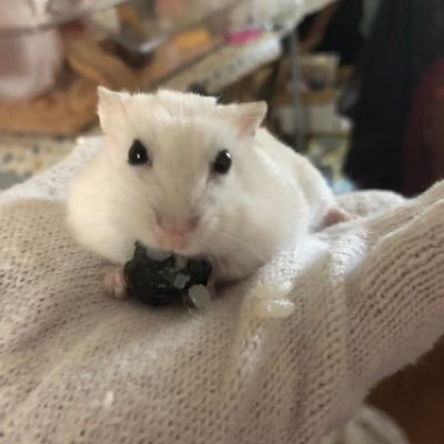 ハムお嬢【1歳】49g@世界各国の愛国心100%の味方