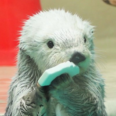 すだちうどーん