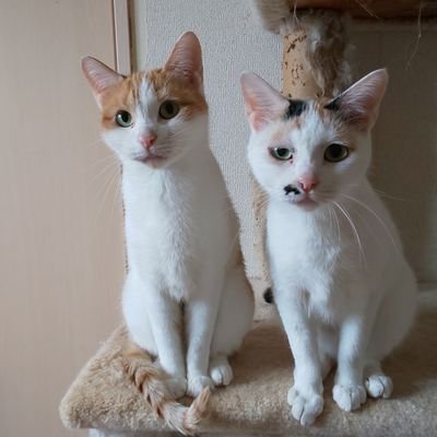 シルバータビー@大洗ひとりある記