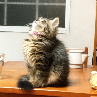 あおい