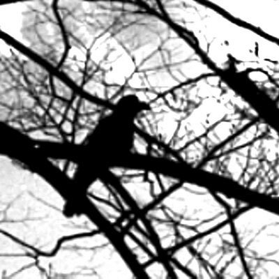 ヘリクツ・コネザエモン