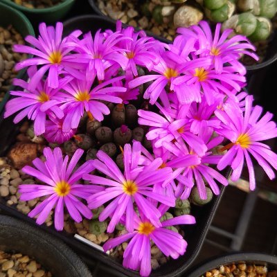 マルメロ（る_まるめろ）