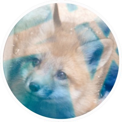 つむぎ🦊𝕄𝕆𝔸 ✨
