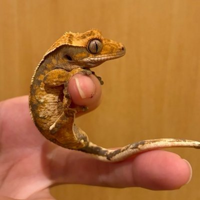 ちょろぺったん。