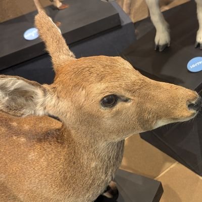 U-ma🇯🇵🦌🐺🦩