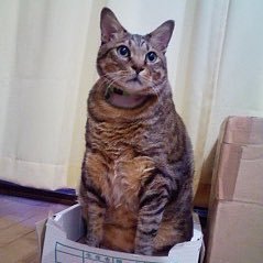 愛菜さん大好き