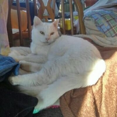 デブニャーちゃん　なろう、ネオページで、ゾンビ小説書いてる