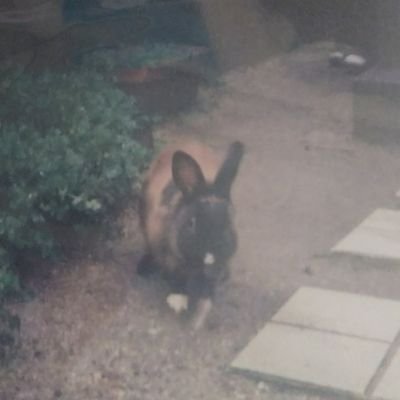 おまめ🩷💚💜🍵🍪