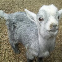 RASSLIN’（ ラスリン）