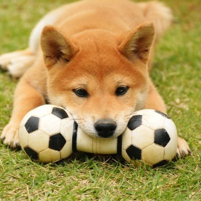 渡月@ワタさん🐬🌙🐼🌱🏯