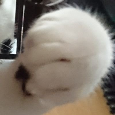 ニャマト