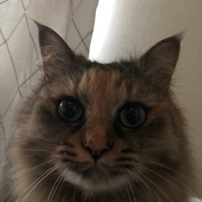 よっちゃばれし