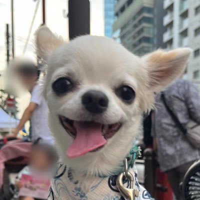 プーパがゆく。