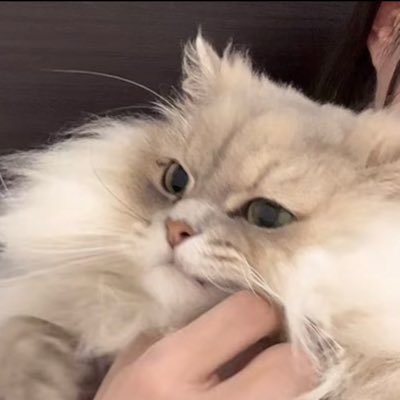 不可逆性ｽｰﾊﾟｰﾘﾄﾙ(積み木)猫ﾌﾟﾗｽ+