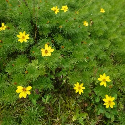 しろあん@固ツイ必読